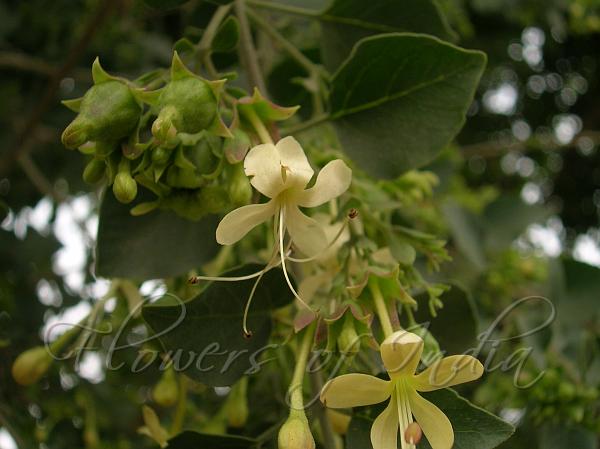 Agnimantha Clerodendrum phlomidis