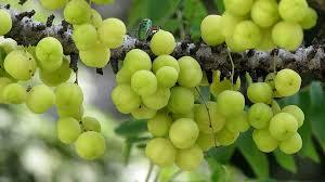 Amalaki Emblica officinalis