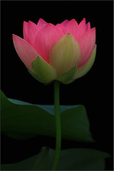 Aravinda Lotus Flower