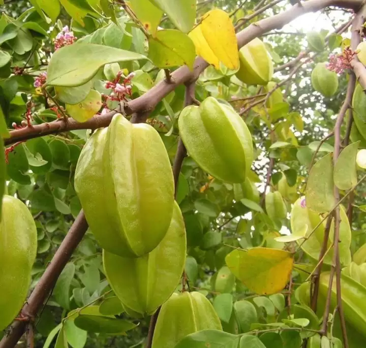 Arjuna_