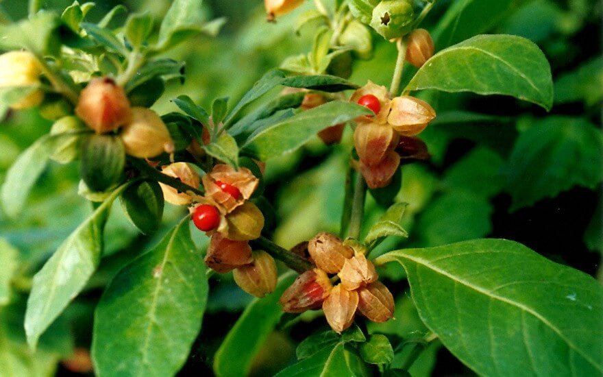 Ashwagandha Withania somnifera