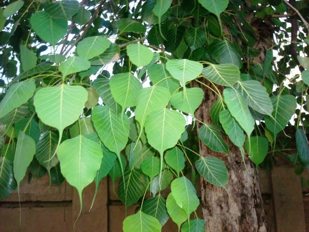 Ashwatha Ficus religiosa