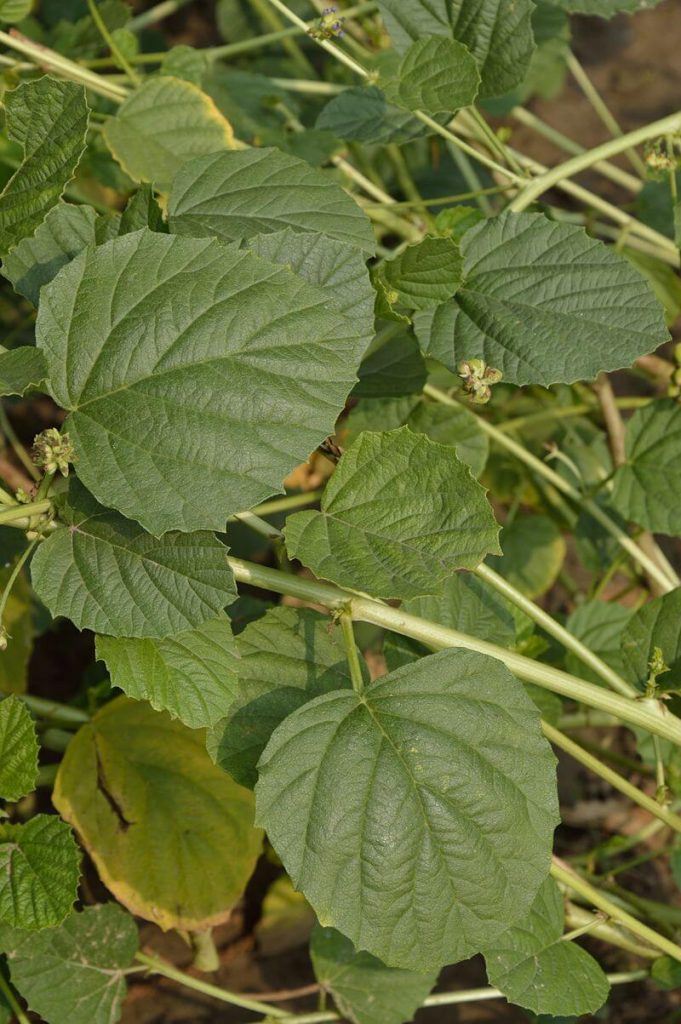 Bavanchi taila