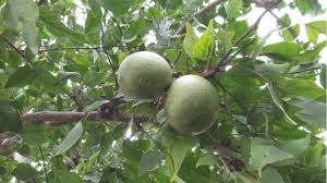 Bilwa