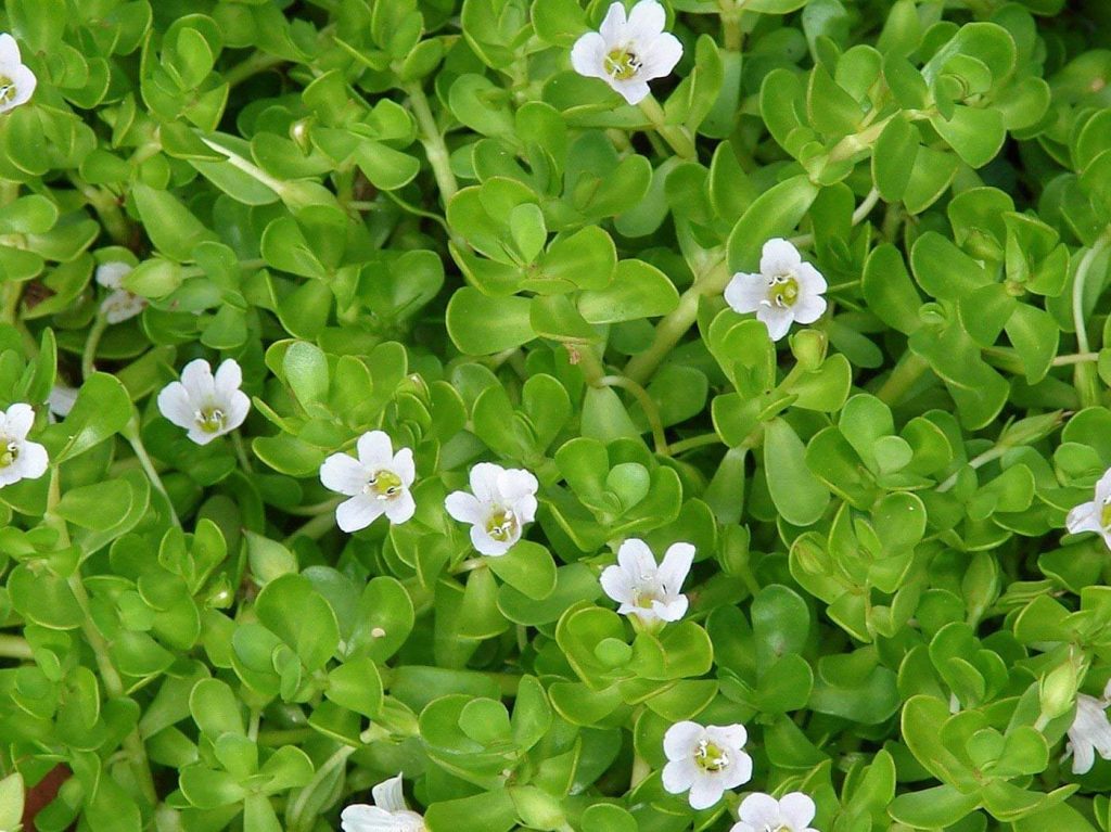 Brahmi Bacopa monnieri