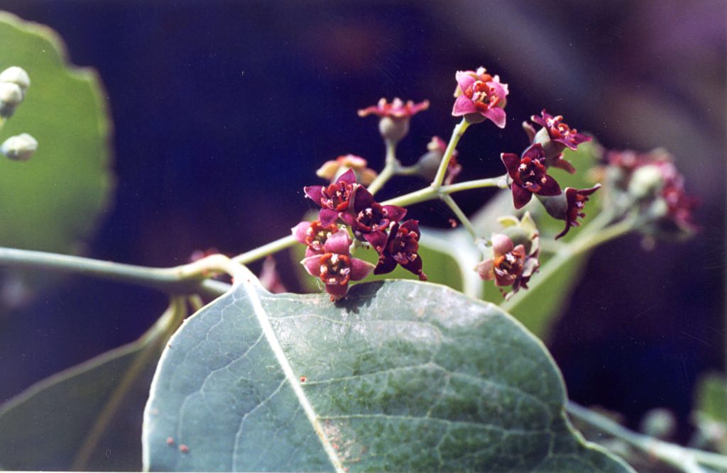 Chandana