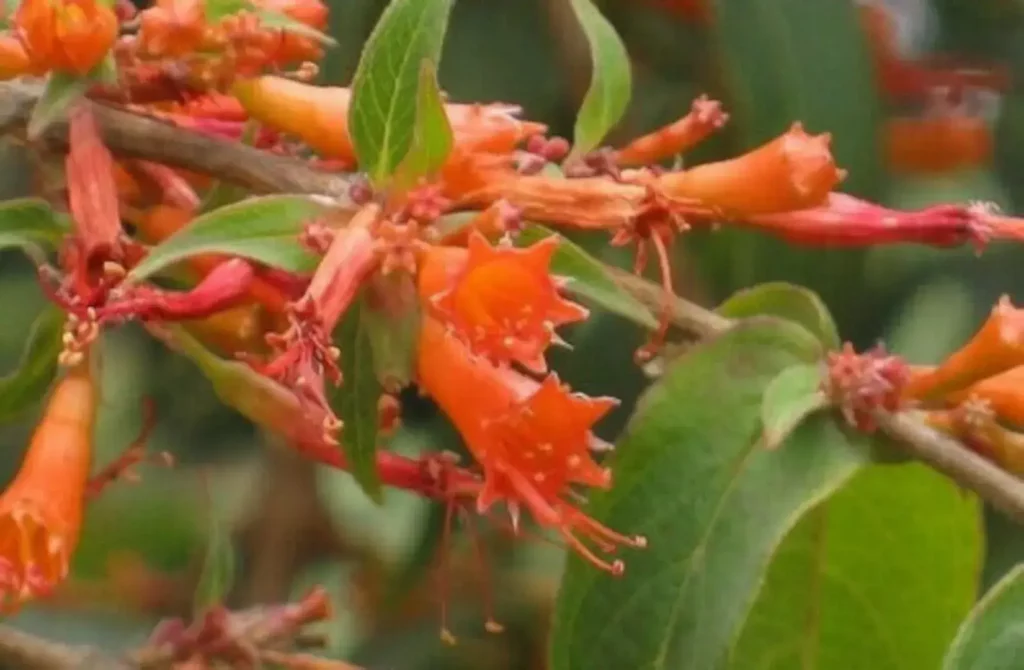 Dhathaki
