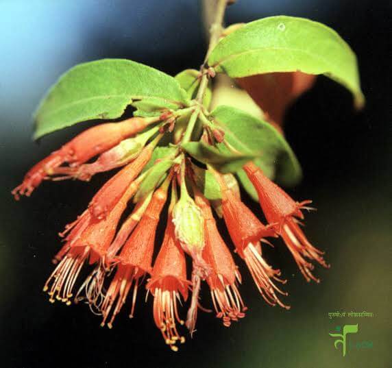 Dhathaki