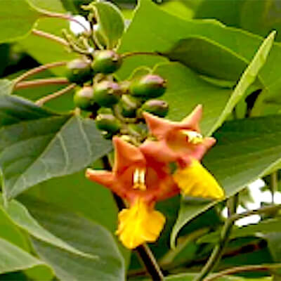 Gambhari Gmelina arborea