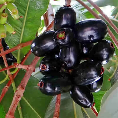 Jamboo Syzygium cumini