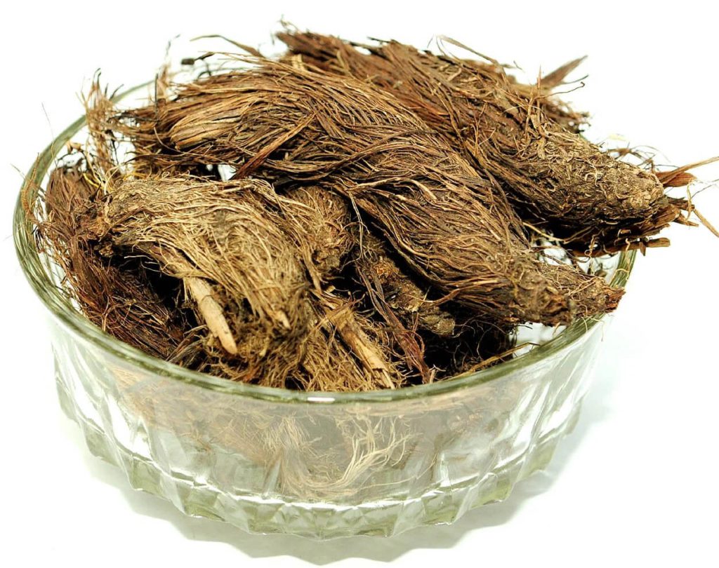 Jatamansi Nardostachys jatamansi