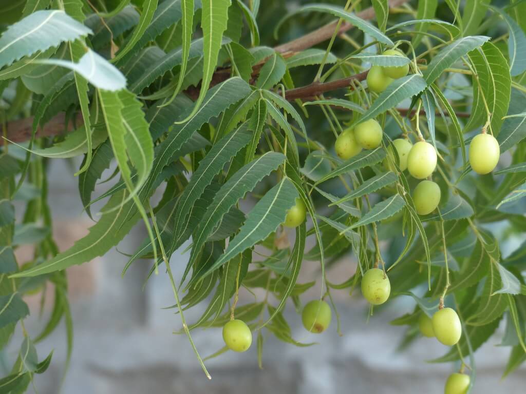 Nimba Azadirachta indica