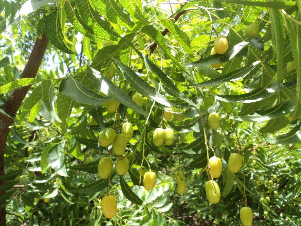 Nimba Azadirachta indica