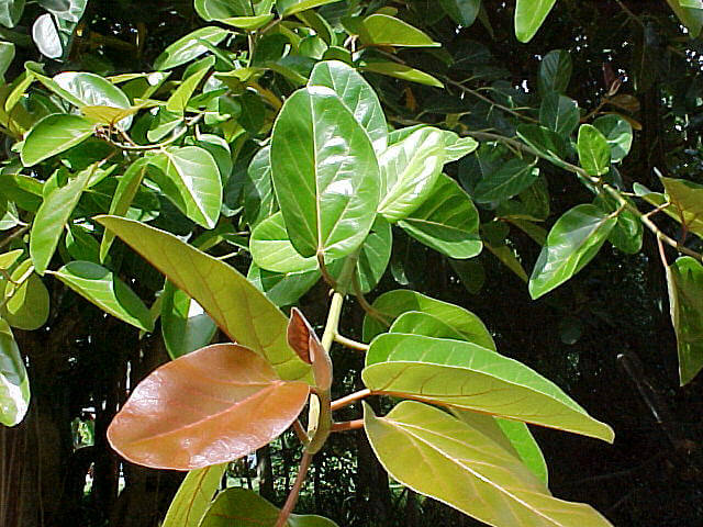 Nyagroda Ficus benghale
