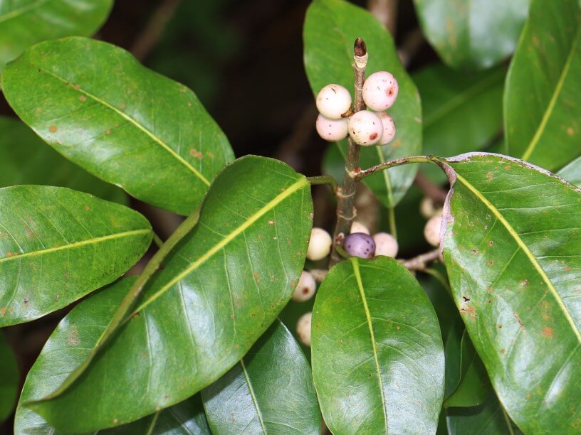 Plaksha Ficus virens