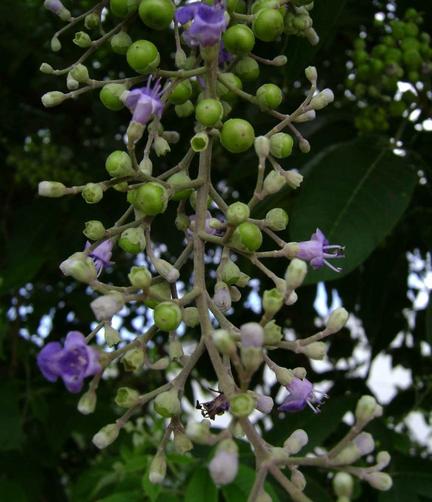 Renuka