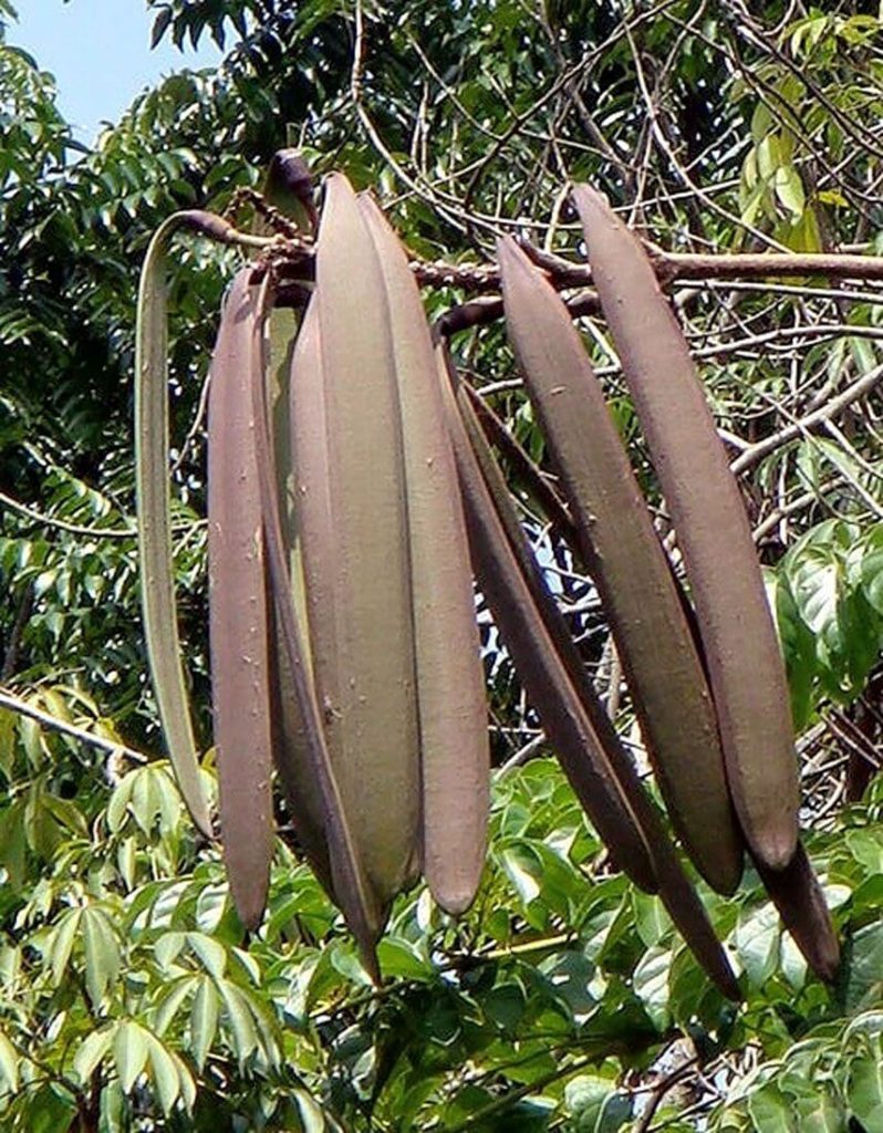 Syonaka Oroxylum indicum