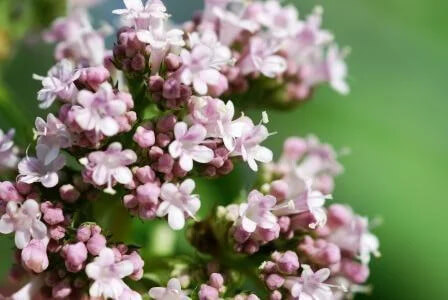 Tagara Valeriana wallichii