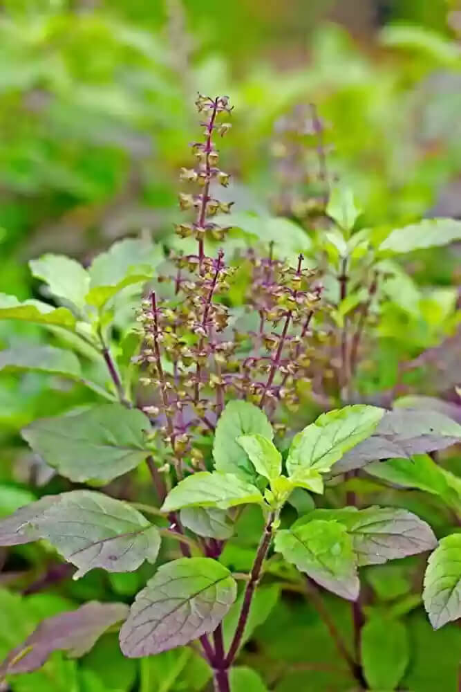Tulasi