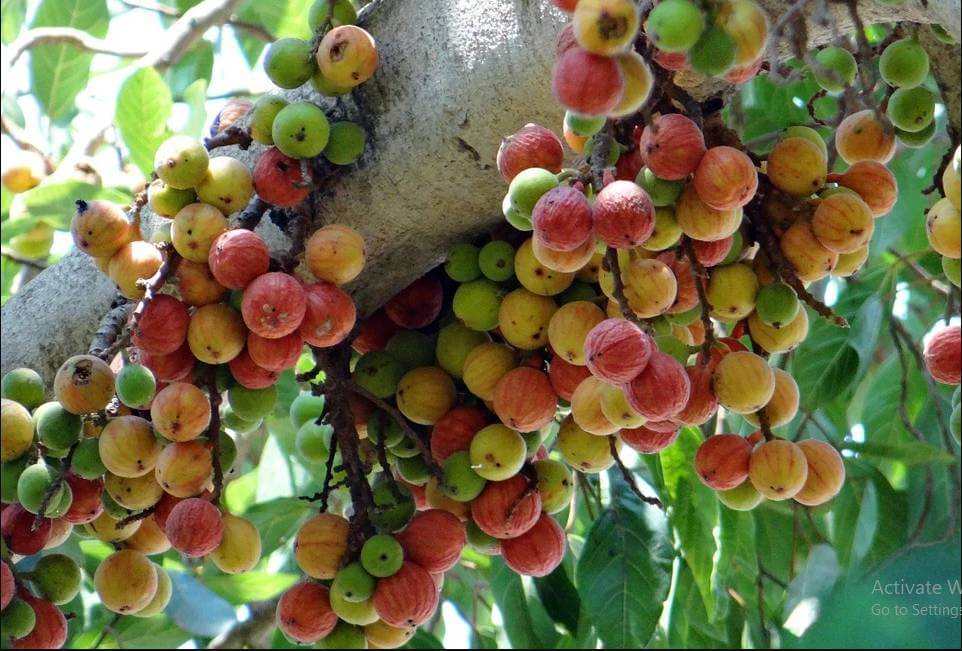 Udumbara Ficus racemosa